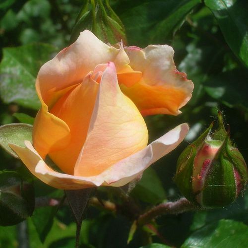Rosa Sangerhäuser Jubiläumsrose ® - rosa - rose floribunde